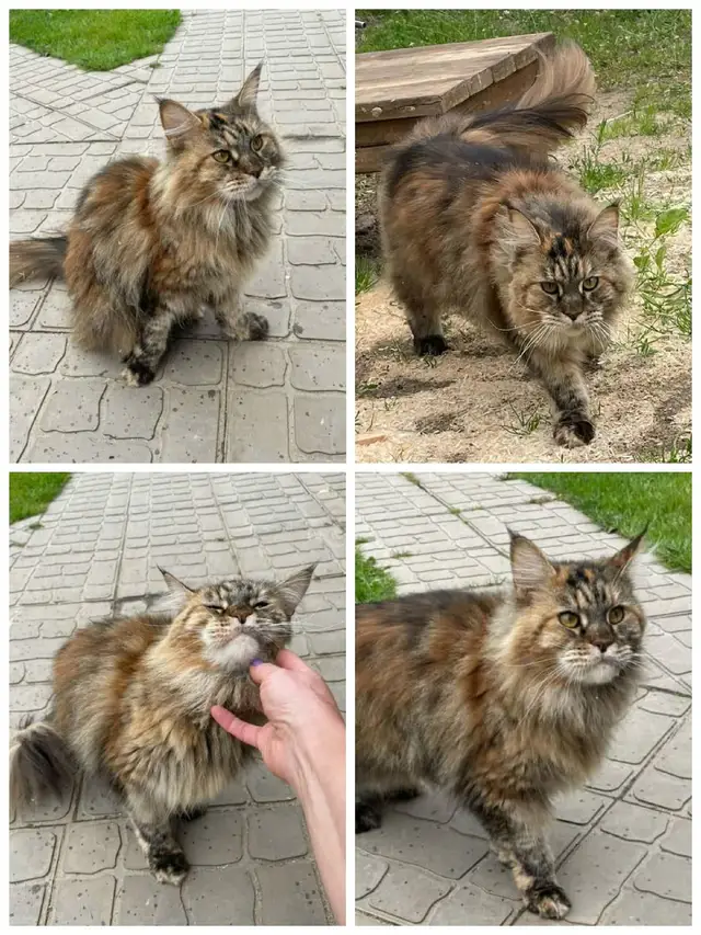 Пропала кошка в Полоцке — ЧЬЯ ПОТЕРЯШКА ?