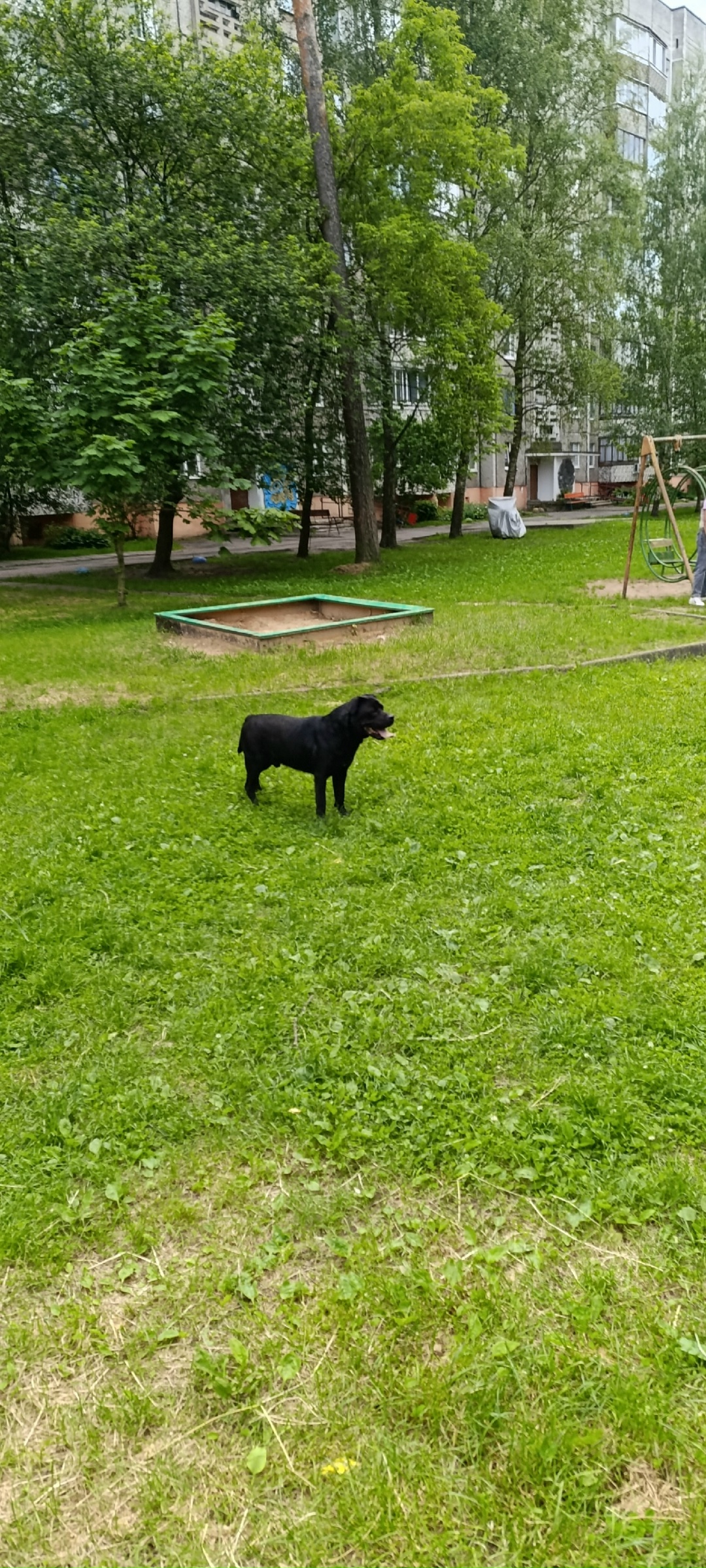 Найдена собака в Полоцке — Здравствуйте.Черный пёс бегает во дворе Дружбы,9 Новополоцк. Без намордника,без ошейника. Видно ,что…