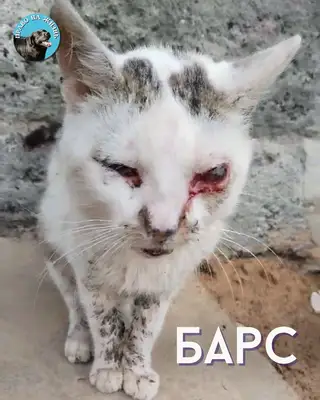 Пропала кошка в Полоцке — Бедося😖