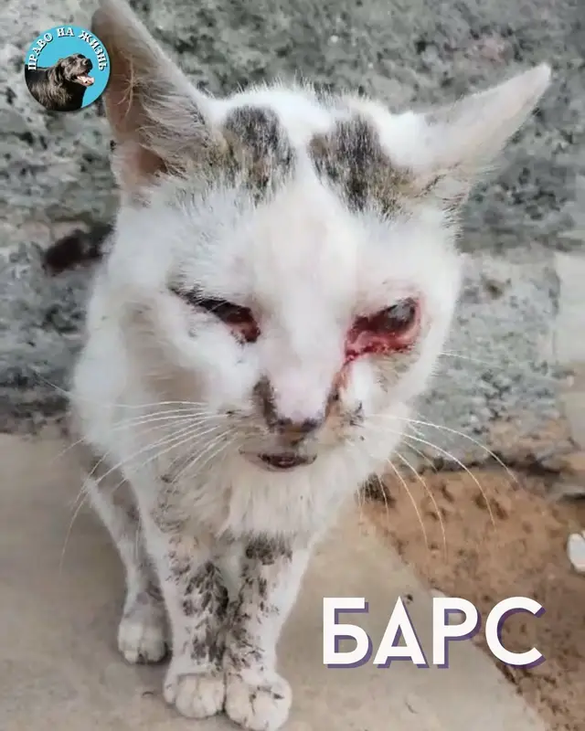 Пропала кошка в Полоцке — Бедося😖