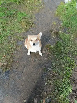 Найдена собака в Полоцке — SOS!!! Кто потерял друга 🐶. На дачи, недалеко от Булавок, прибился пёс, очень дружелюбный, в доме…