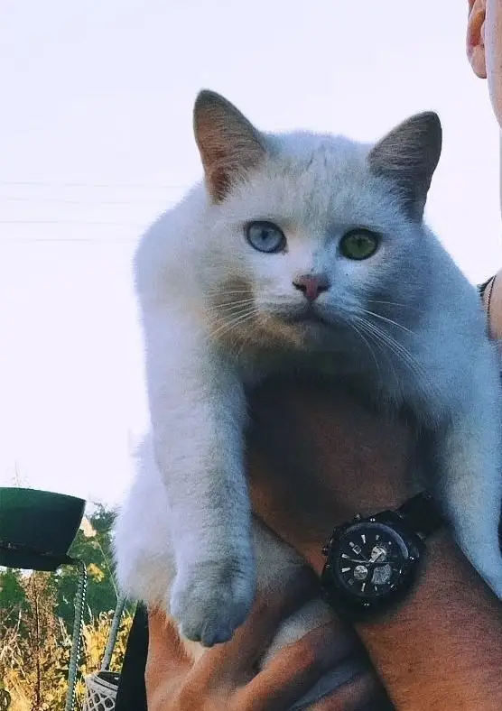 Пропала кошка в Полоцке — фото объявления