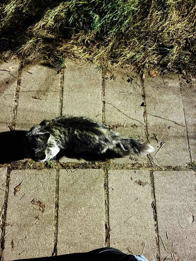 Пропала кошка в Полоцке — Доброе утро.