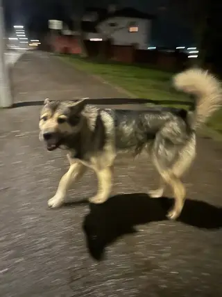 Найдена собака в Полоцке — Добрый день, на Нижне-Покровской бегает собачка с ошейником