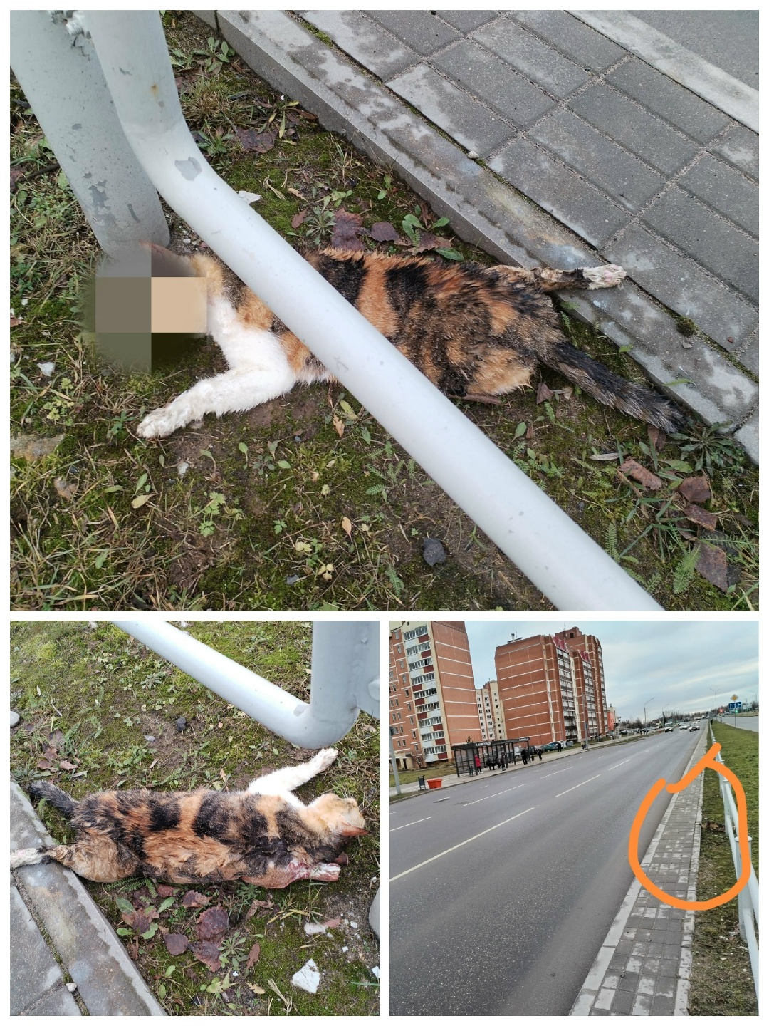 Найдена кошка в Полоцке — Новополоцк