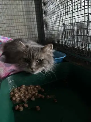 Пропала кошка в Полоцке — Акула и Медуза❤️‍🩹