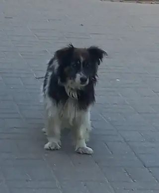 Пропала собака в Полоцке — Добрый вечер! Может у кого-нибудь есть возможность приютить собачку? На остановке Шмидта (г. Полоцк)…