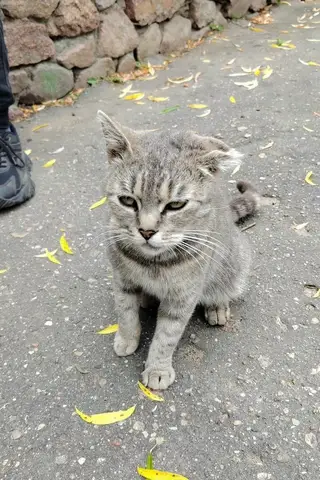 Пропала кошка в Полоцке — Аэродром. Фридрихсхафен. Появилась (наверное кошка) ласковая. Может потерялась!?Второй день просится…