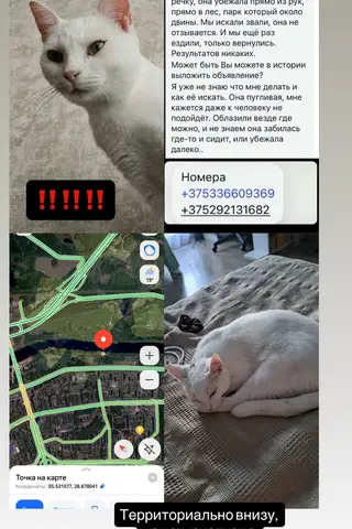 Пропавшая кошка в Новополоцке: кошкапропалаНовополоцк Пропала кошка в Новополоцке — кошкапропалаНовополоцк