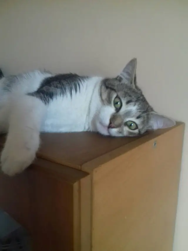 Пропала кошка в Пинске — фото объявления