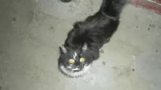 Найдена кошка в Пинске — На днях котик прибился к подъезду. Живет на улице. Пол не известен, однако очень красивый, ласковый…