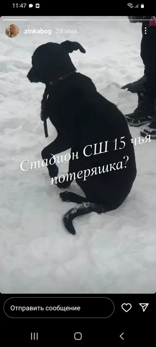 Найдена собака в Пинске — фото объявления