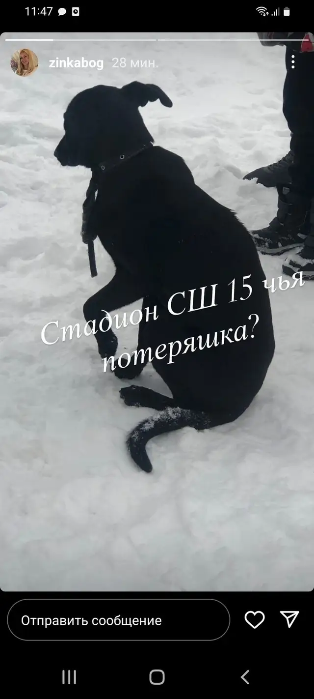Найдена собака в Пинске — фото объявления