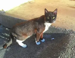 Найдена кошка в Пинске — Сегодня увидели чёрного котика или кошку с белыми тапочками на лапках и белым пятнышком на грудке…