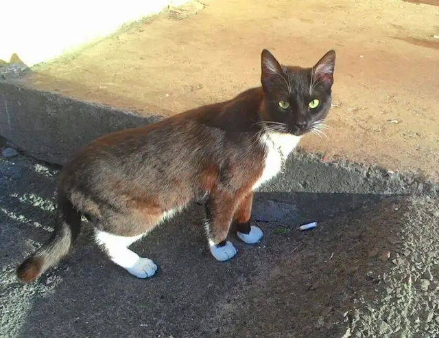 Найдена кошка в Пинске — Сегодня увидели чёрного котика или кошку с белыми тапочками на лапках и белым пятнышком на грудке…
