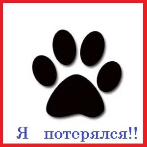 Пропала кошка в Пинске — фото объявления