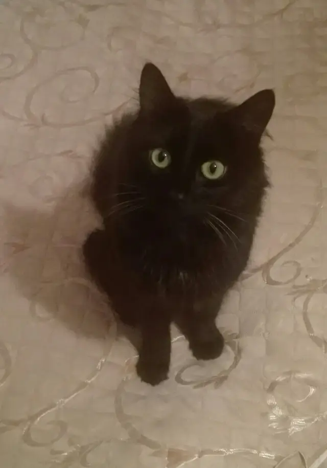 Найдена кошка в Пинске — id219137887|Катерина Проходцева]: