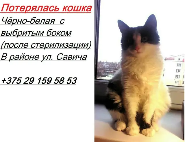 Найдена кошка в Пинске — У моих друзей пропала кошка, может кто видел, дети очень переживают ((