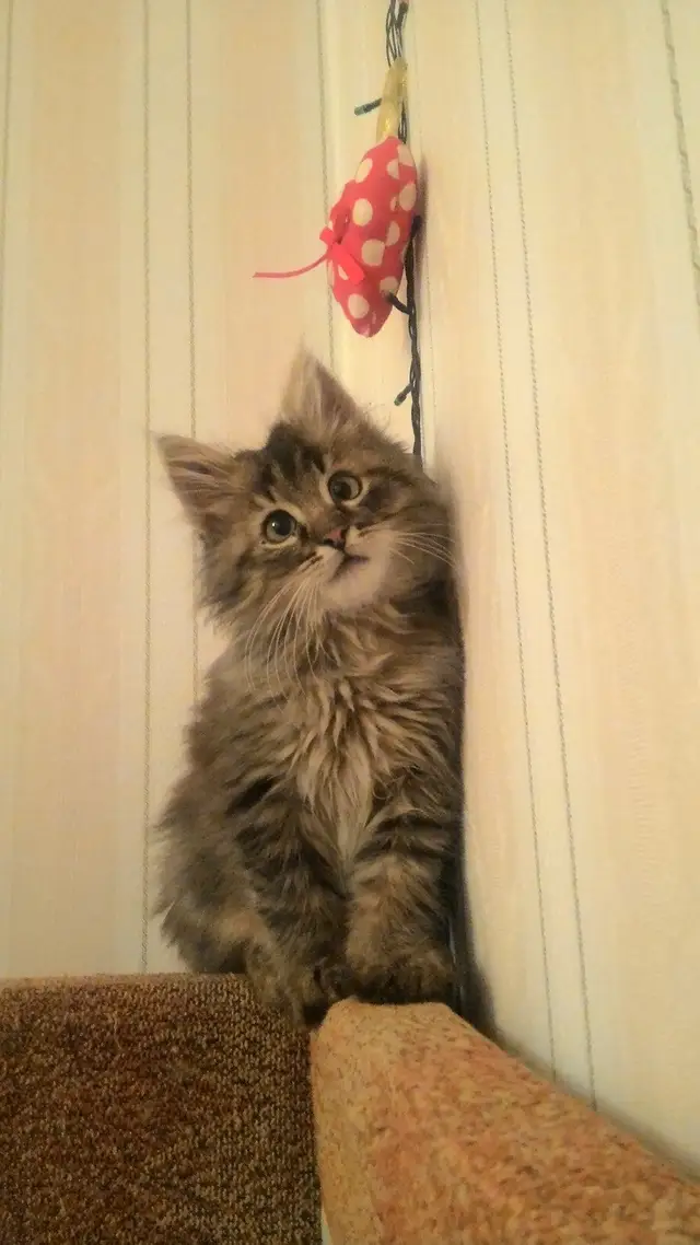 Найдена кошка в Пинске — Котик ищет дом!!!