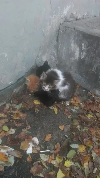 Найдена кошка в Пинске — SOS!!!!! СРОЧНО НУЖНА ПЕРЕДЕРЖКА!!!!