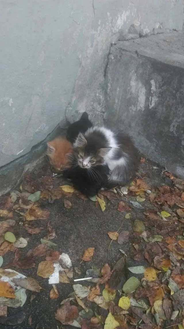 Найдена кошка в Пинске — SOS!!!!! СРОЧНО НУЖНА ПЕРЕДЕРЖКА!!!!