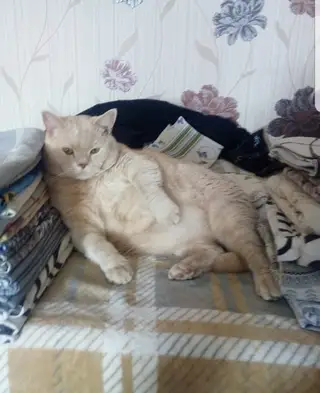 Найдена кошка в Пинске — фото объявления