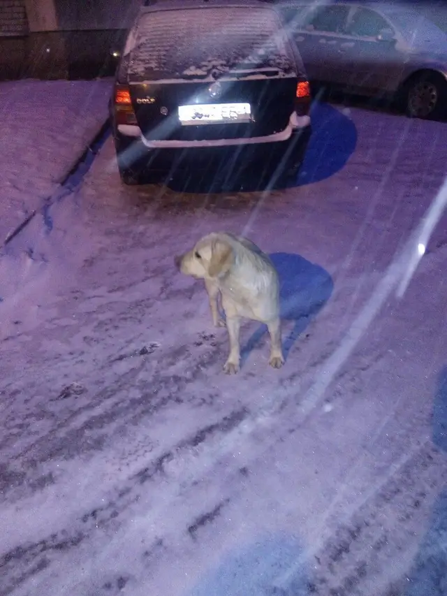 Пропала собака в Пинске — фото объявления