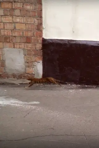 Найдена кошка в Пинске — Внимание!