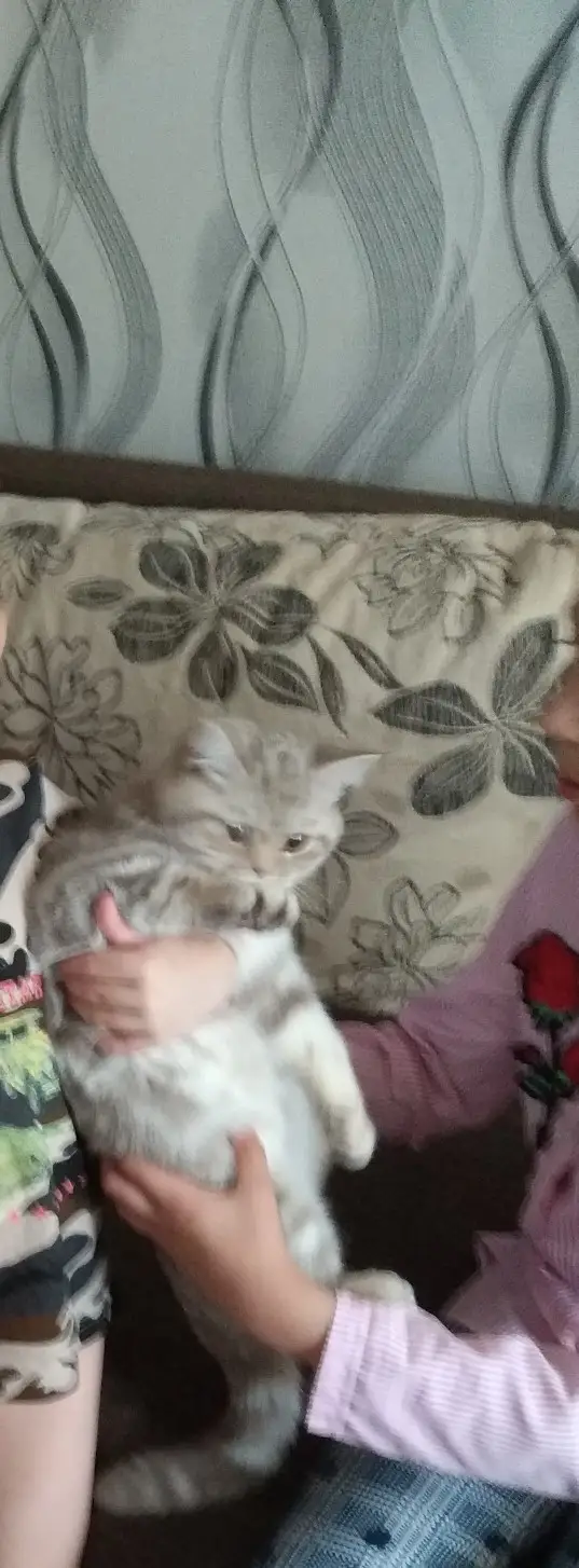 Пропала кошка в Пинске — фото объявления
