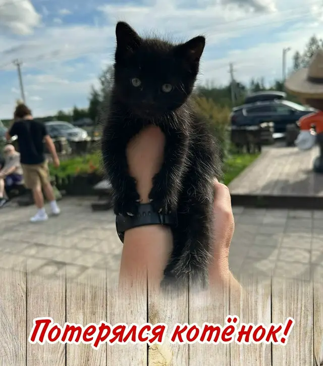 Пропавшая кошка в Щучине: Дорогие гости! У нас потерялся котёнок 🐈⬛ Машка😓 Возможно, кто-то забрал с собой, думая, что у неё нет хозяина… Пропала кошка в Щучине — Дорогие гости! У нас потерялся котёнок 🐈⬛ Машка😓 Возможно, кто-то забрал с собой, думая, что у неё нет…