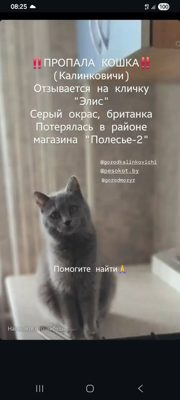 Пропала кошка в Калинковичах — Прошу пожалуйста разместите объявления , у подруги пропала любимая кошка 🙏