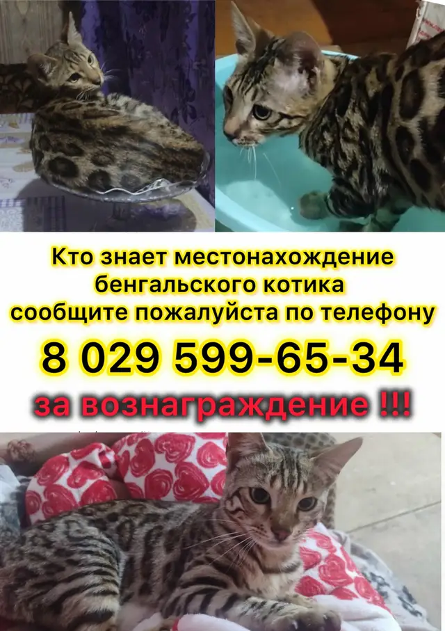 Найдена кошка в Калинковичах — Здравствуйте! Потерялся бенгальский котик. Кто видел сообщите пожалуйста по телефону…