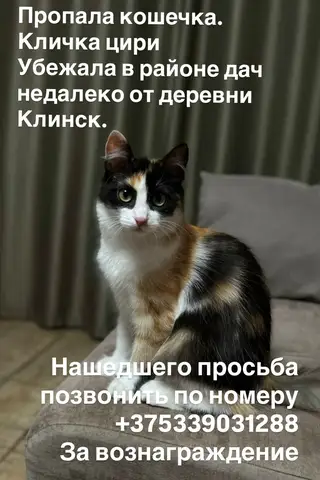 Пропала кошка в Калинковичах — Сбежала кошечка на садоводческом товариществе Озерец. Может кто увидит, позвоните пожалуйста по…