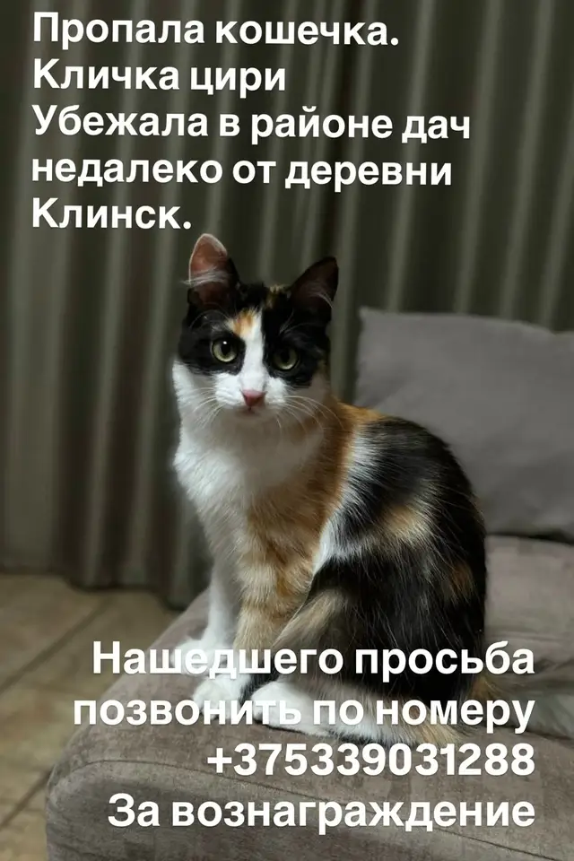Пропала кошка в Калинковичах — Сбежала кошечка на садоводческом товариществе Озерец. Может кто увидит, позвоните пожалуйста по…