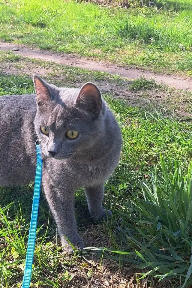 Пропала кошка в Калинковичах — Убежал котик,на(Ул.Советская 98),котик боязливый большой,на нем голубой ошейник(и подшита желтая…