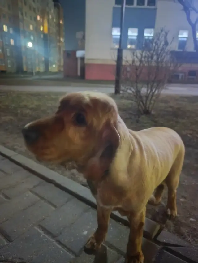 Найдена собака в Барановичах — фото объявления