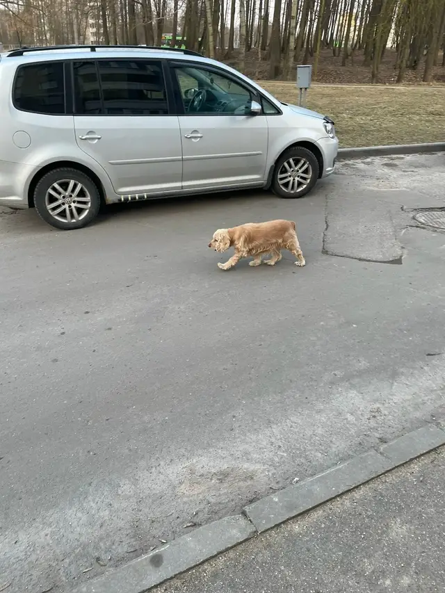 Найдена собака в Барановичах — Замечена собачка на Соломовой, она потерялась, точно знаю у нее есть хозяева, иногда вижу ее…