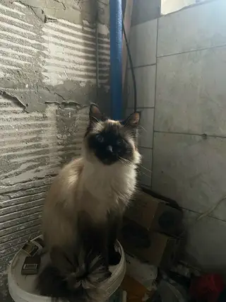 Пропала кошка в Барановичах — фото объявления