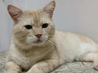 Найдена кошка в Барановичах — Котик ласковый, 4года, кастрирован, обработан от паразитов, ищет дом. Был подобран с улицы с…