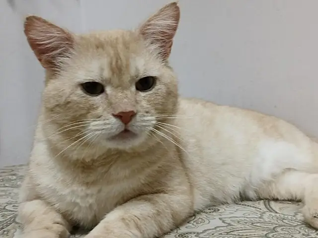Найдена кошка в Барановичах — Котик ласковый, 4года, кастрирован, обработан от паразитов, ищет дом. Был подобран с улицы с…