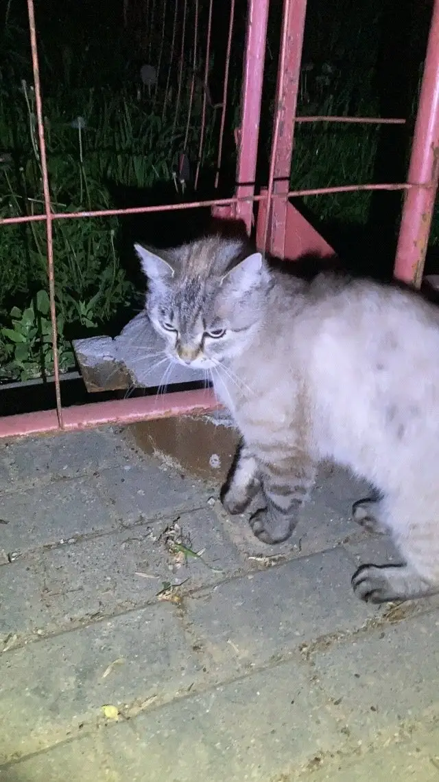Пропала кошка в Барановичах — Гродно появилась кошка, на вид домашняя, возраст больше года, может потерялась или выкинули…