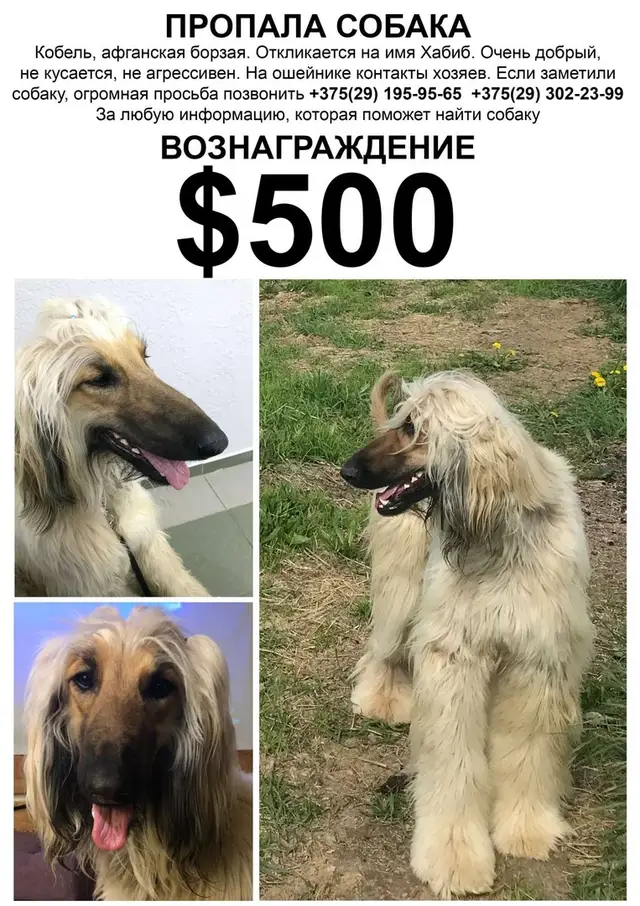 Найдена собака в Сморгони — TODAYMOLO
