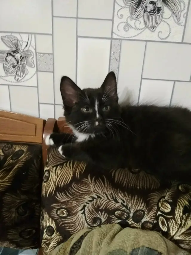 Найдена кошка в Сморгони — Котята в дар!