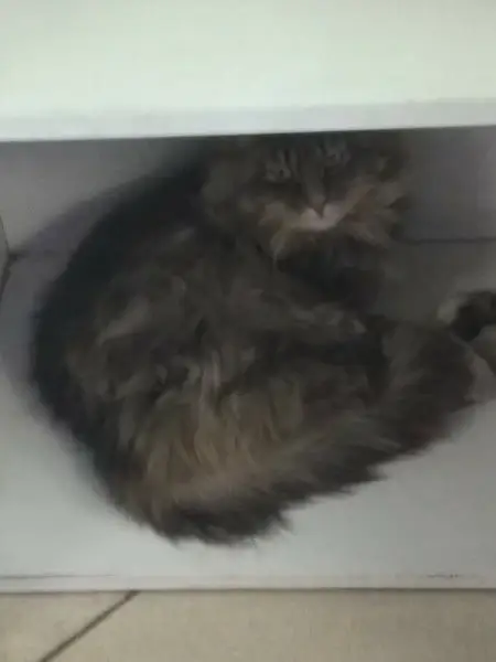 Найдена кошка в Сморгони — Срочно нужен новый дом чудесному мальчику!!! 🏠Или хотя бы передержка!!!🙏🙏🙏