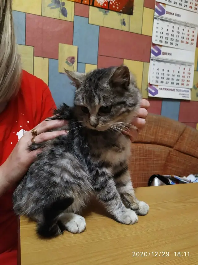 Пропала кошка в Сморгони — Маленький, испуганный котёнок, выброшенный на улицу. Надеемся найти для него доброго и заботливого…