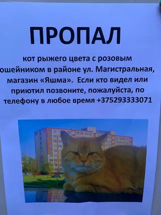 Пропала кошка в Сморгони — фото объявления