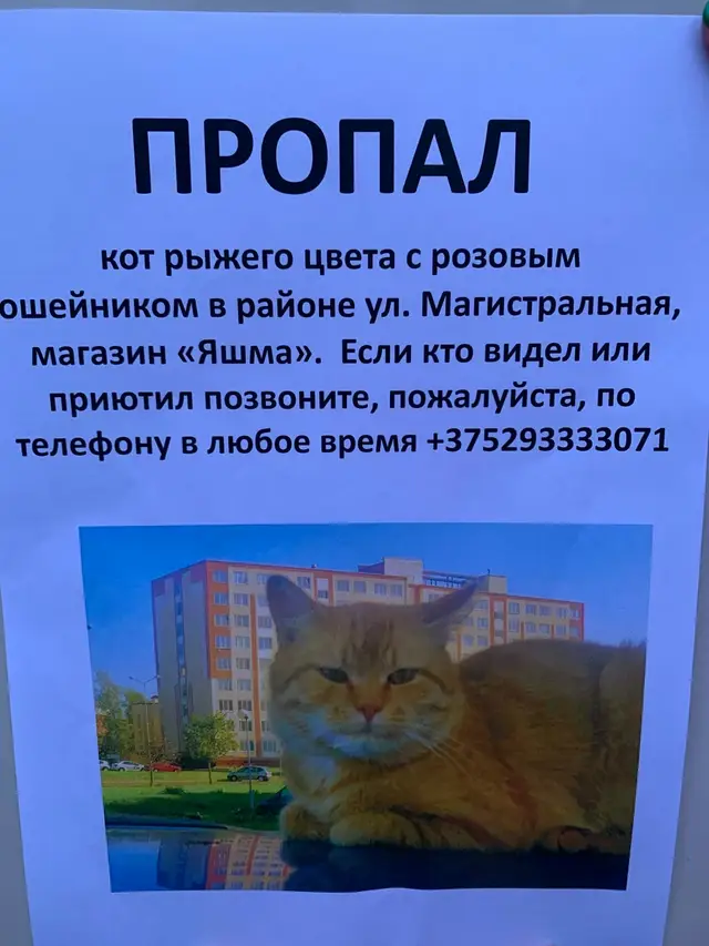 Пропала кошка в Сморгони — фото объявления