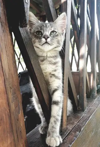Найдена кошка в Сморгони — Ищем добрые ручки.!Найден котёнок. Уже, как понятно, никому не нужный. Малышу месяца два, очень…