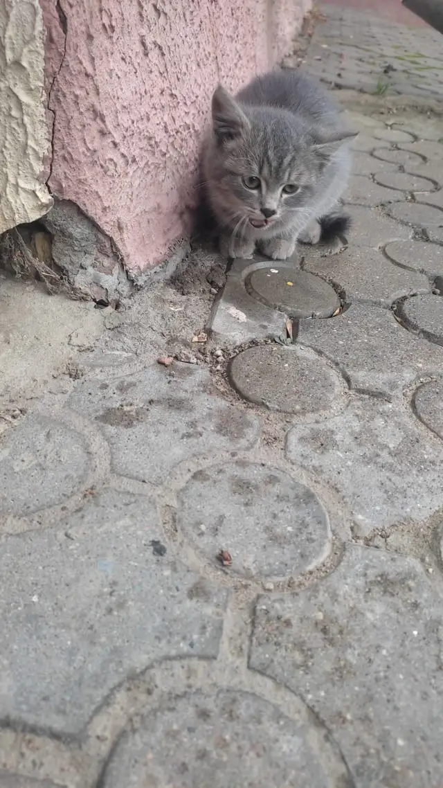 Найдена кошка в Сморгони — Помогите пристроить котенка! 🙏 Бегает на пересечении улиц Маркова и Машерова. От холода уже потерял…