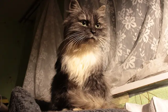Найдена кошка в Сморгони — Кошенька ищет дом и любящих хозяев! 🐈